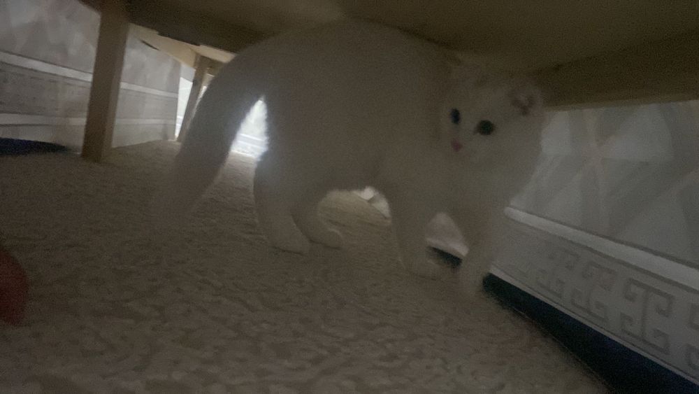 Кошка отдам бесплатно, пародистая