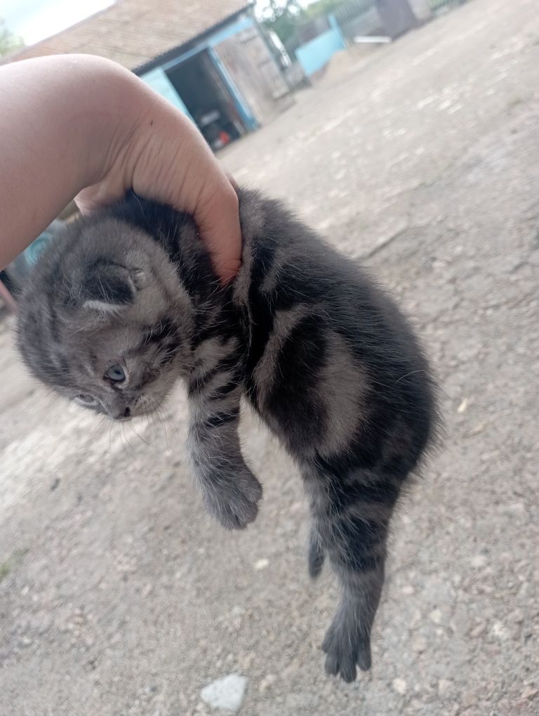 продам котенка шотландского