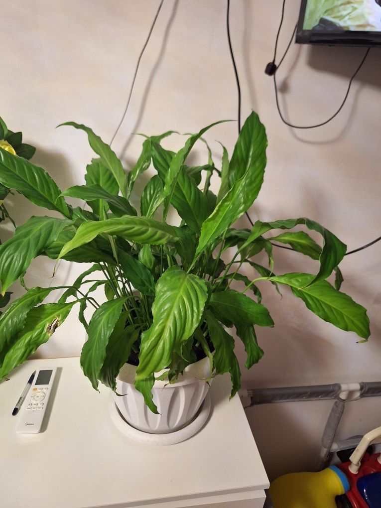 Продам растение Женское счастье.