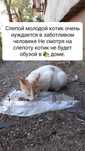 Кот мальчик в надежные руки.