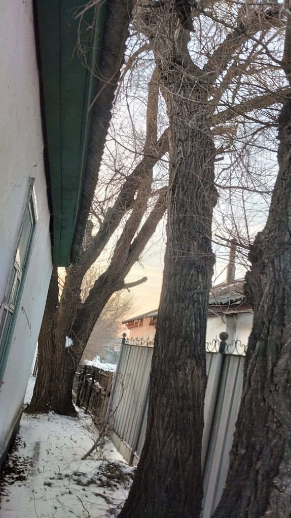 Отдам даром на спил карагачи.