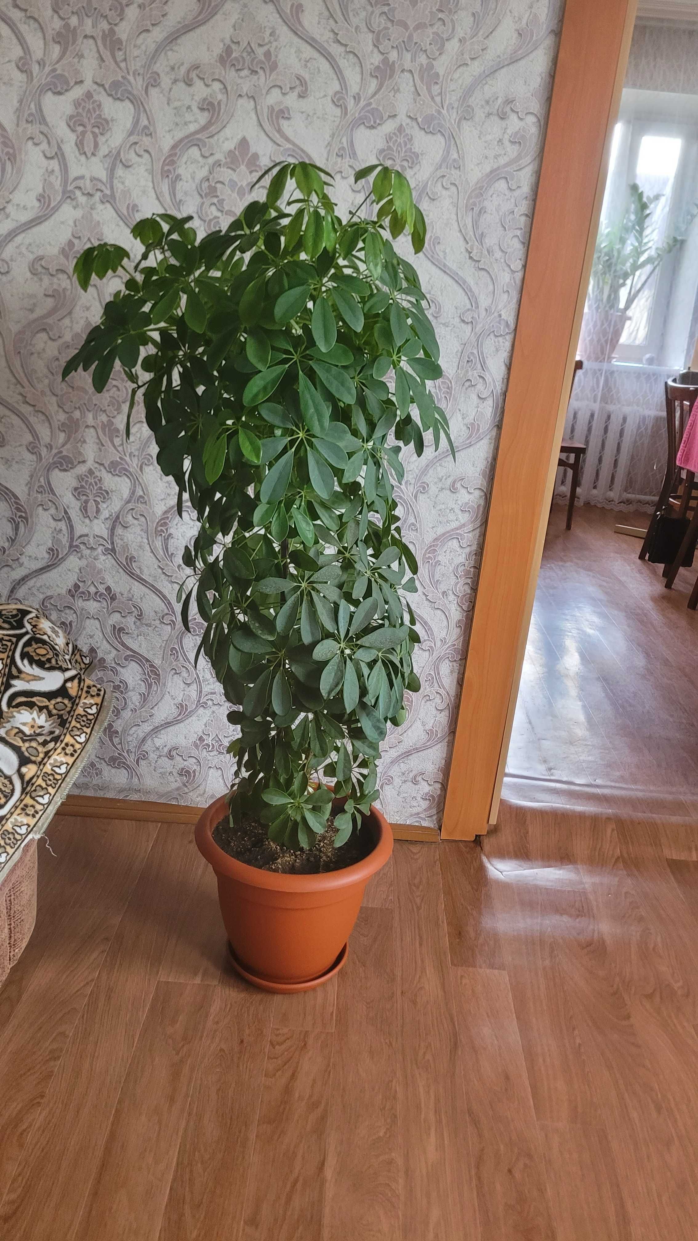 Продам 2 цветка больших комнатных