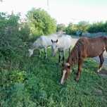 Продам 3 кабылы 1 жеребец