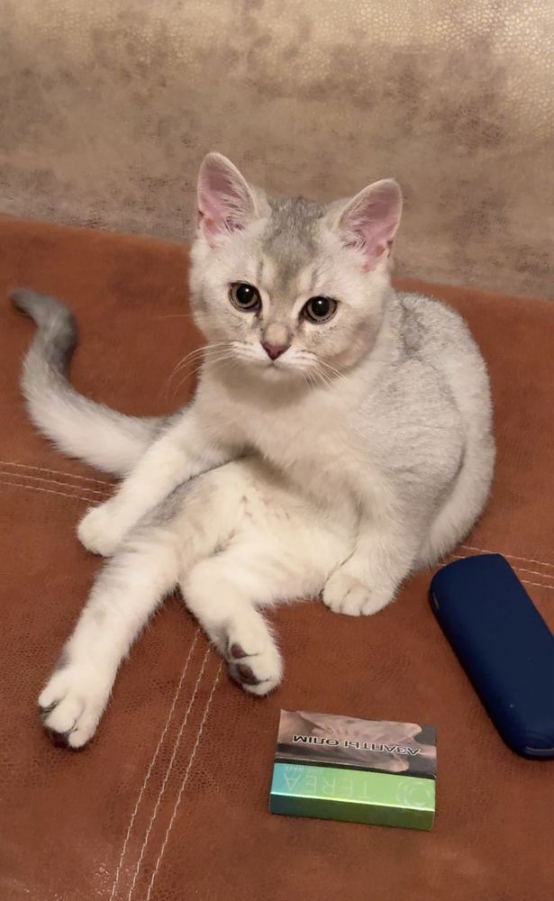 Предлагается кот для вязки