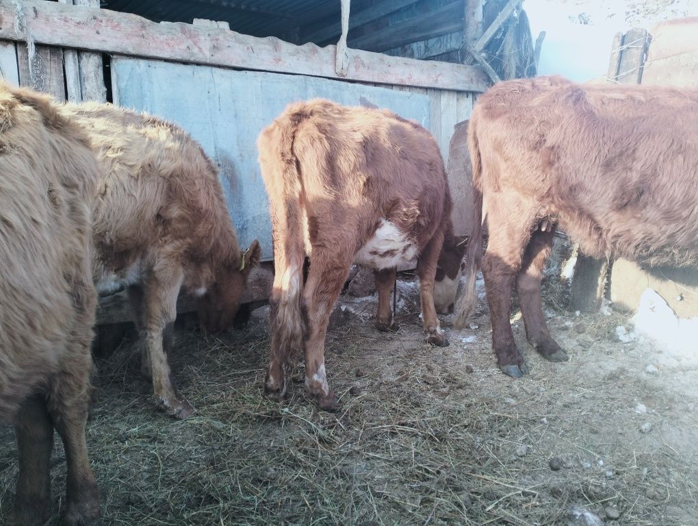 Продам скот оптом