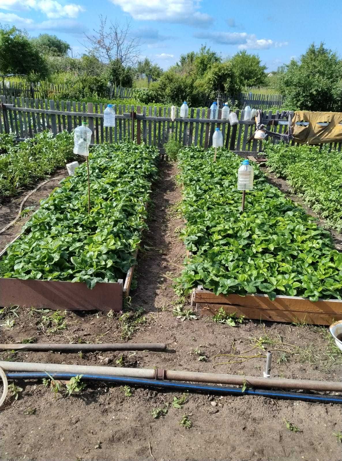 Продаю дачу, Сады-1, домик, огород 5,5 соток,