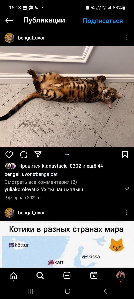 ПРОПАЛ КОТ породы бенгал