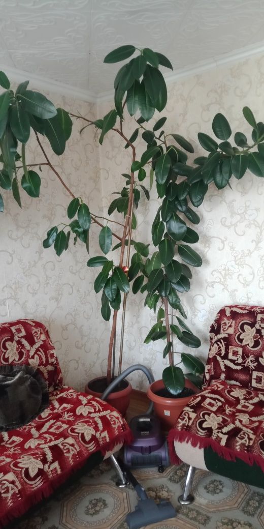 Домашние декоративные цветы фикус три вида и Дракоша