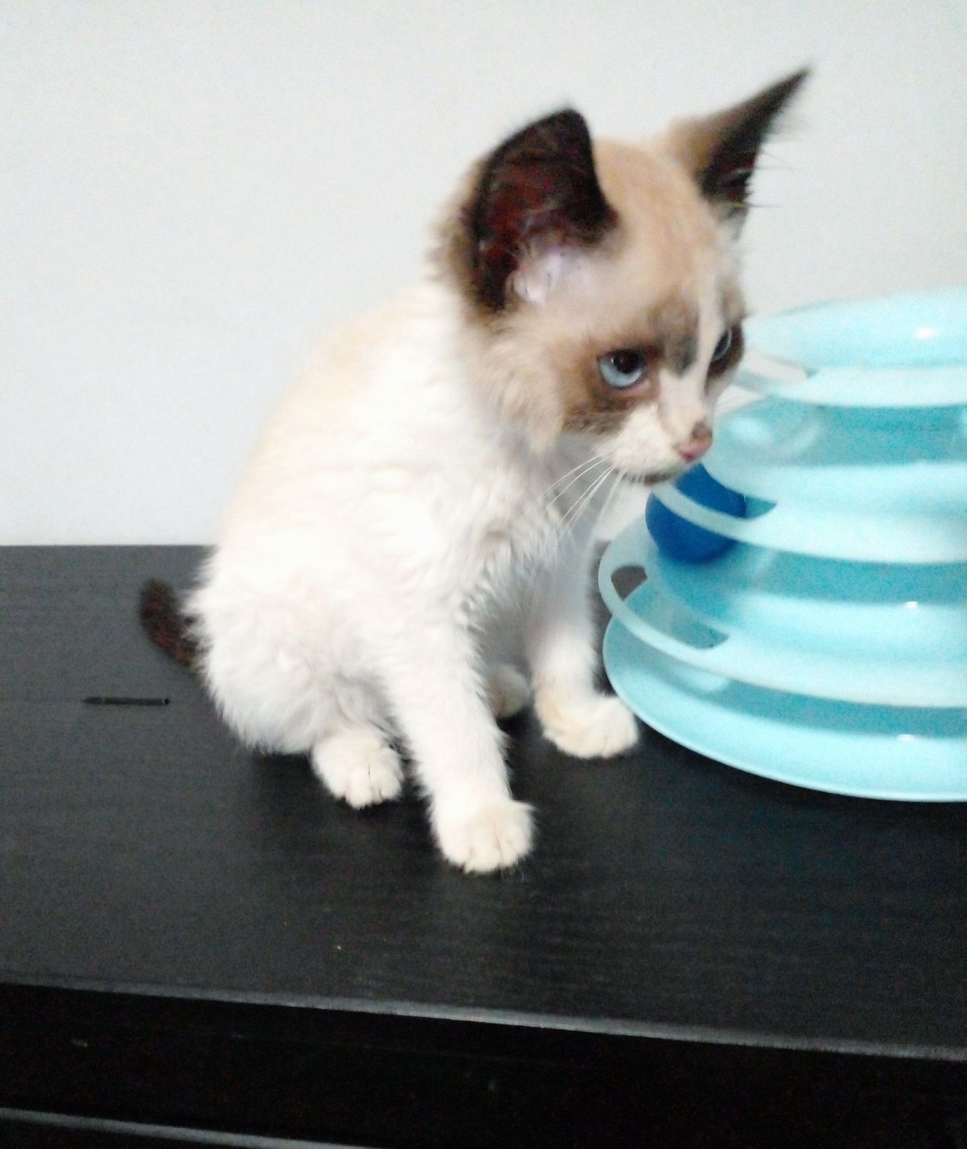 Котику нужен домик!