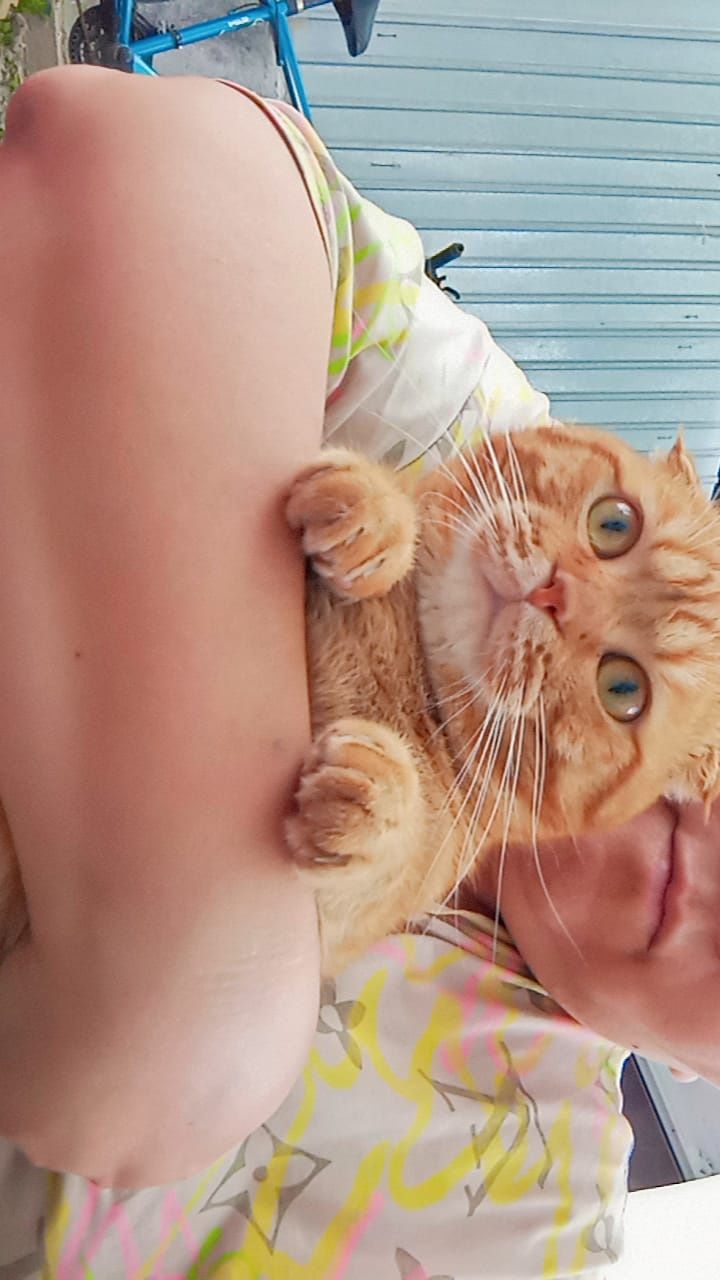 Продам кота вислоухого