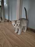 Продам породистых котят