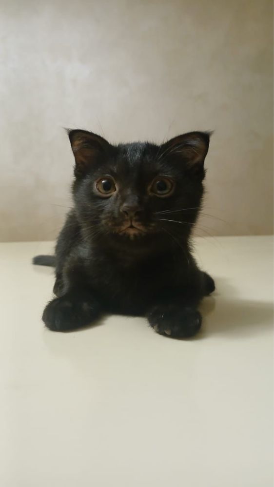 Котята отдам в добрые руки!!!
