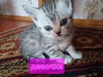Продам котят. Котятам месяц