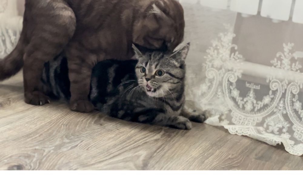 Вязка шотландского вислоухого кота