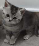 Продам шотландских котят
