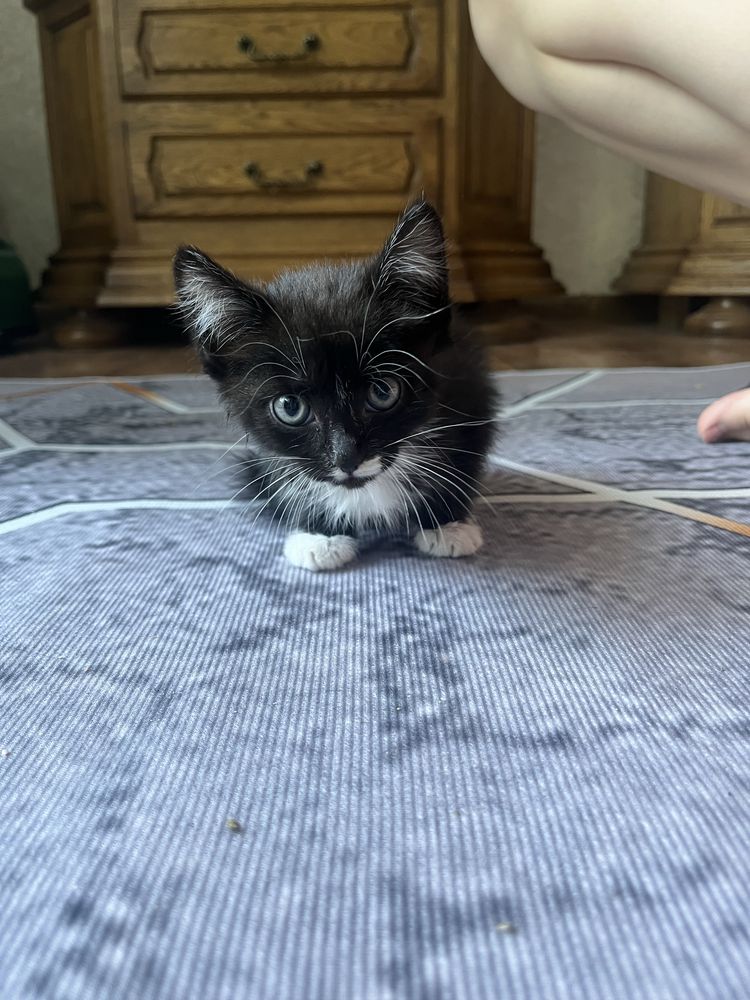 Отдам котенка в добрые руки