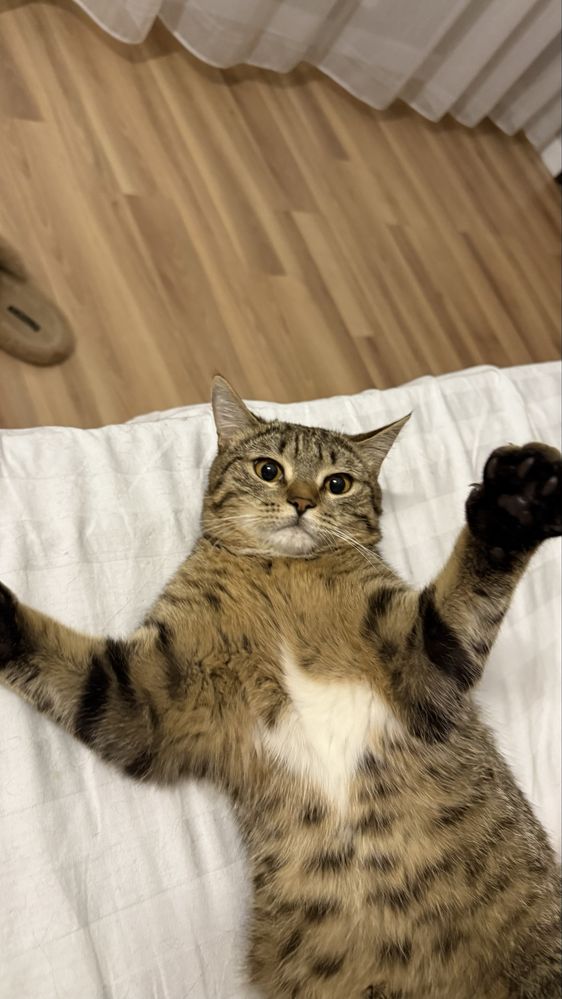Отдам котика молодого ( 1год)