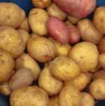 Продам дачный картофель