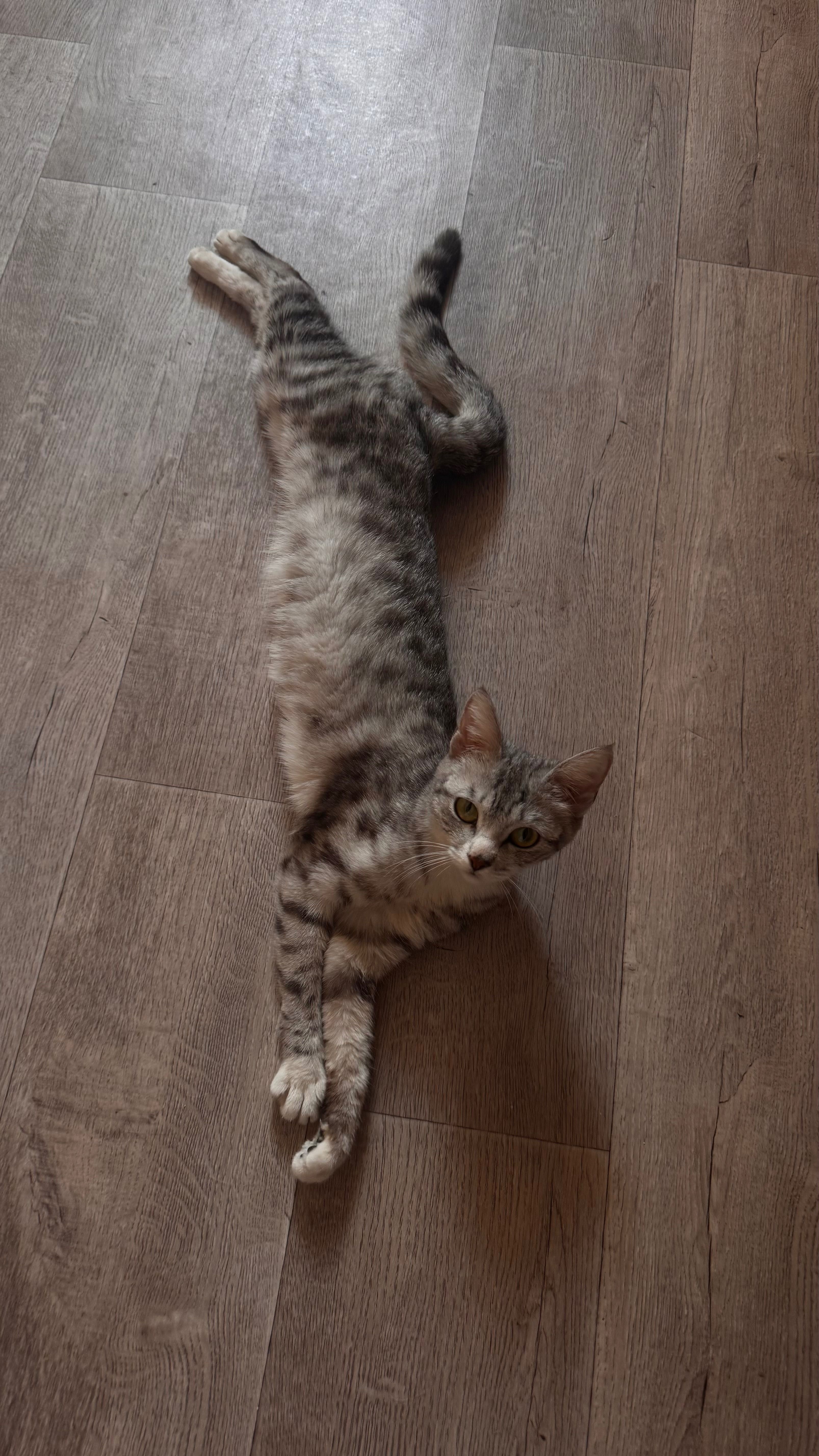 Ласковая кошка ищет дом