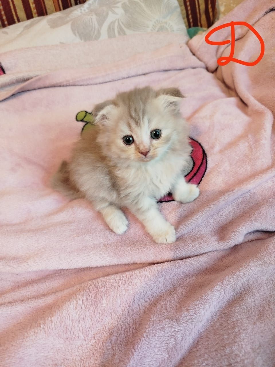 Котята от вислоухой кошки.