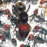 Муравьи Camponotus singularis