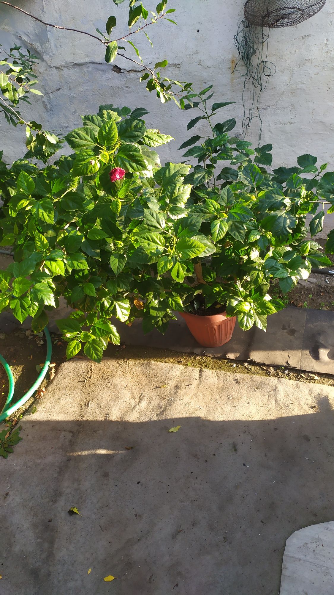 Продам две красивые китайские розы очень оригинальные