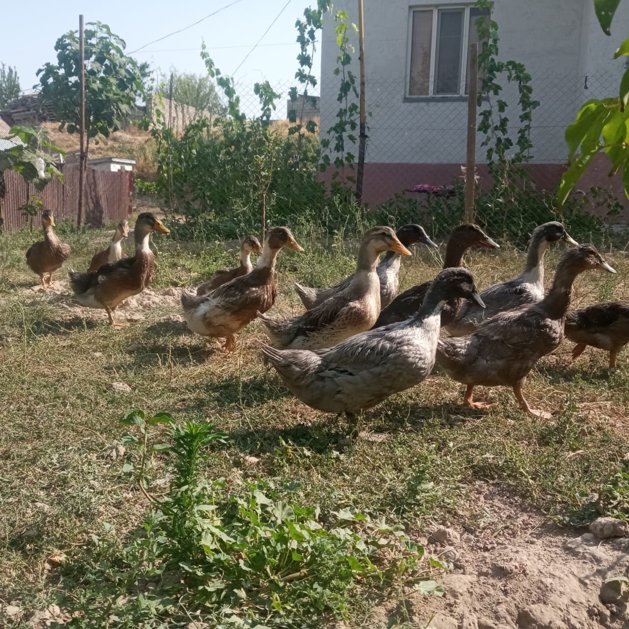 Үйрек балапандары сатылады. Утка продаётся