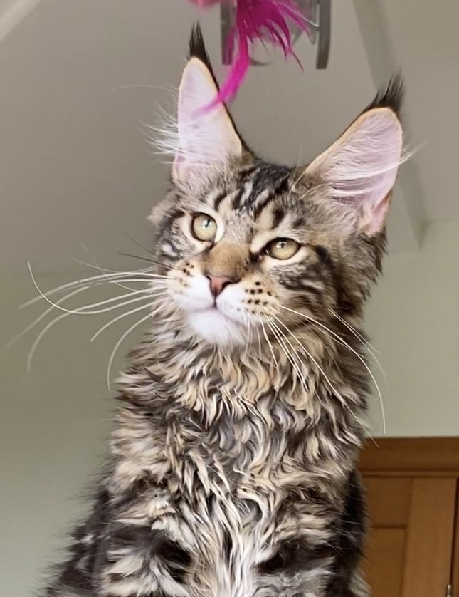 Котята мейнкун из Питомника