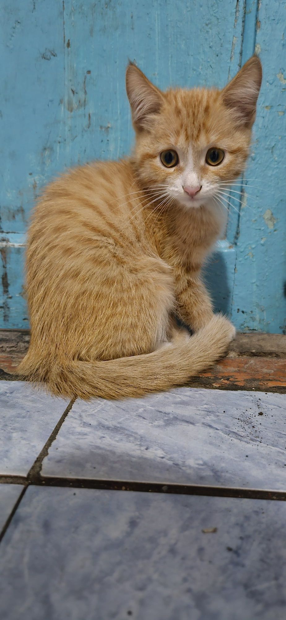 Отдам кошечку 2,5 месяца