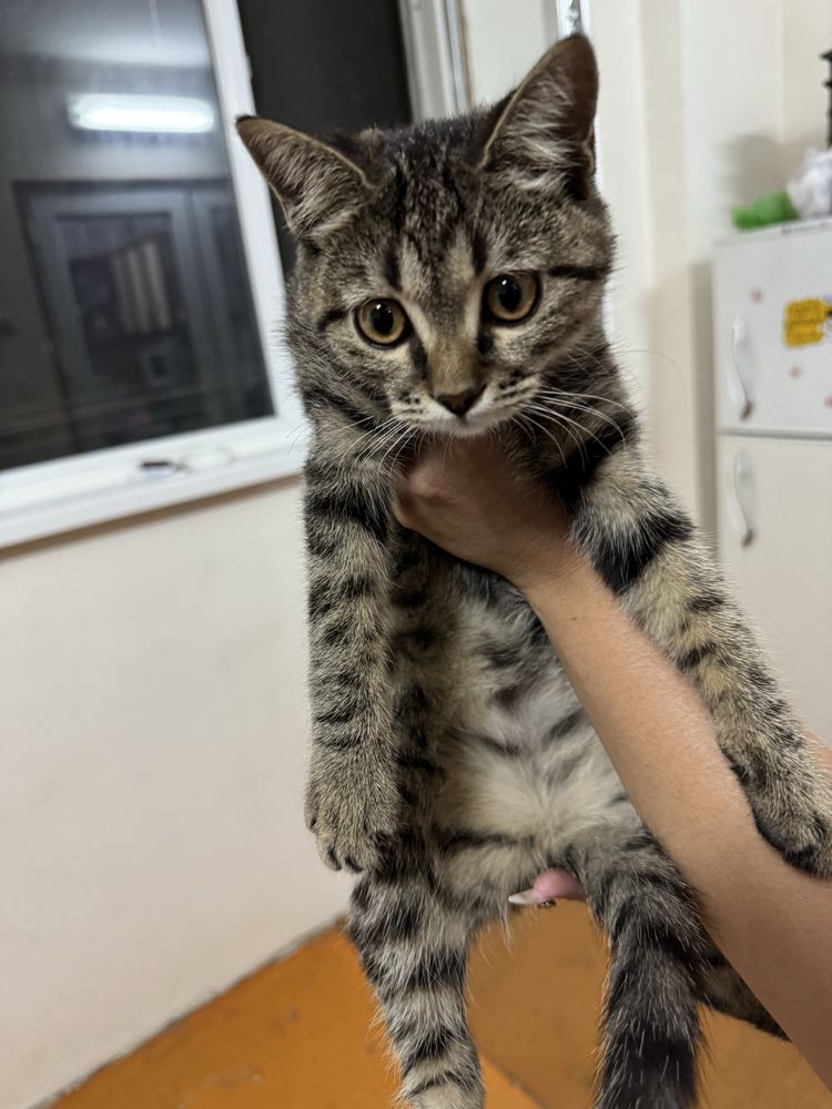 Отдам котят в хорошие руки