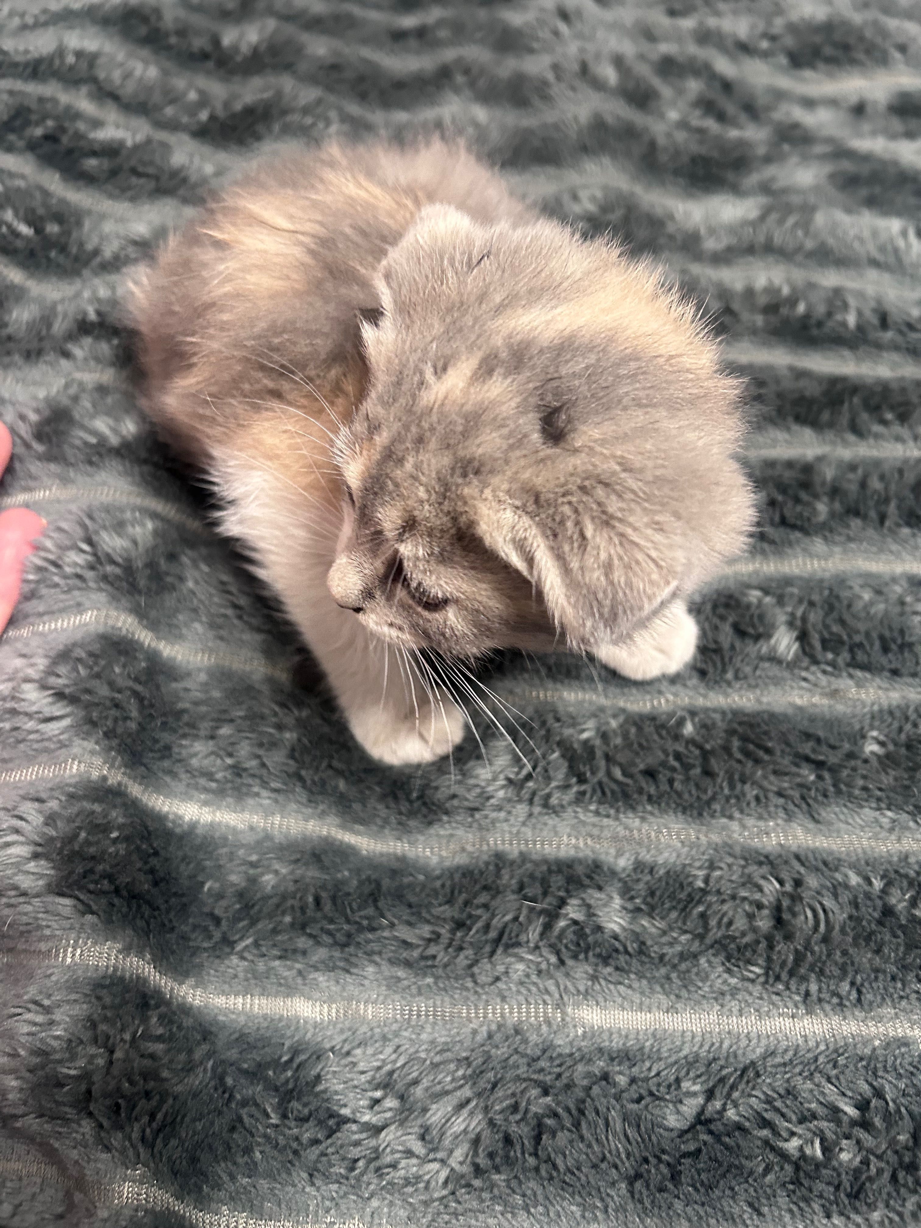 Отдам котенка в хорошие руки