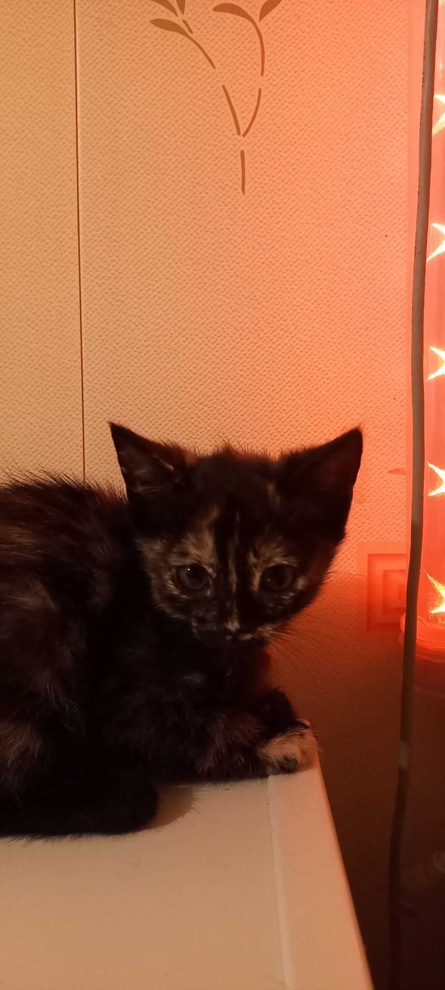 Отдам котят в хорошие руки