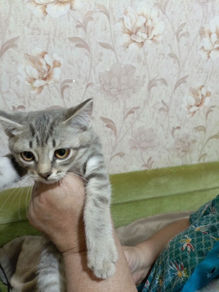 Отдам даром котят