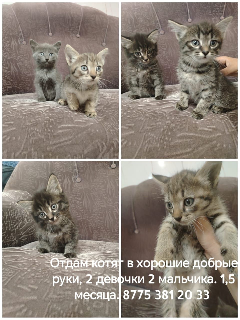 Отдам котят в добрые руки