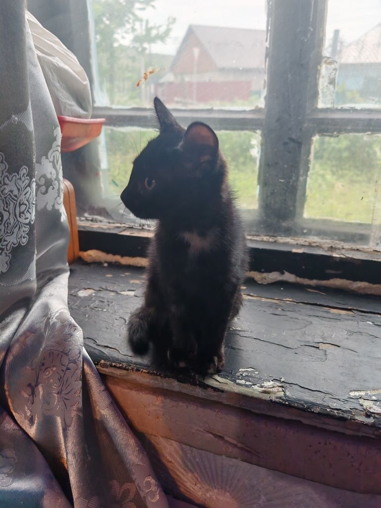 Отдам котят! В очень добрые ручки!!!