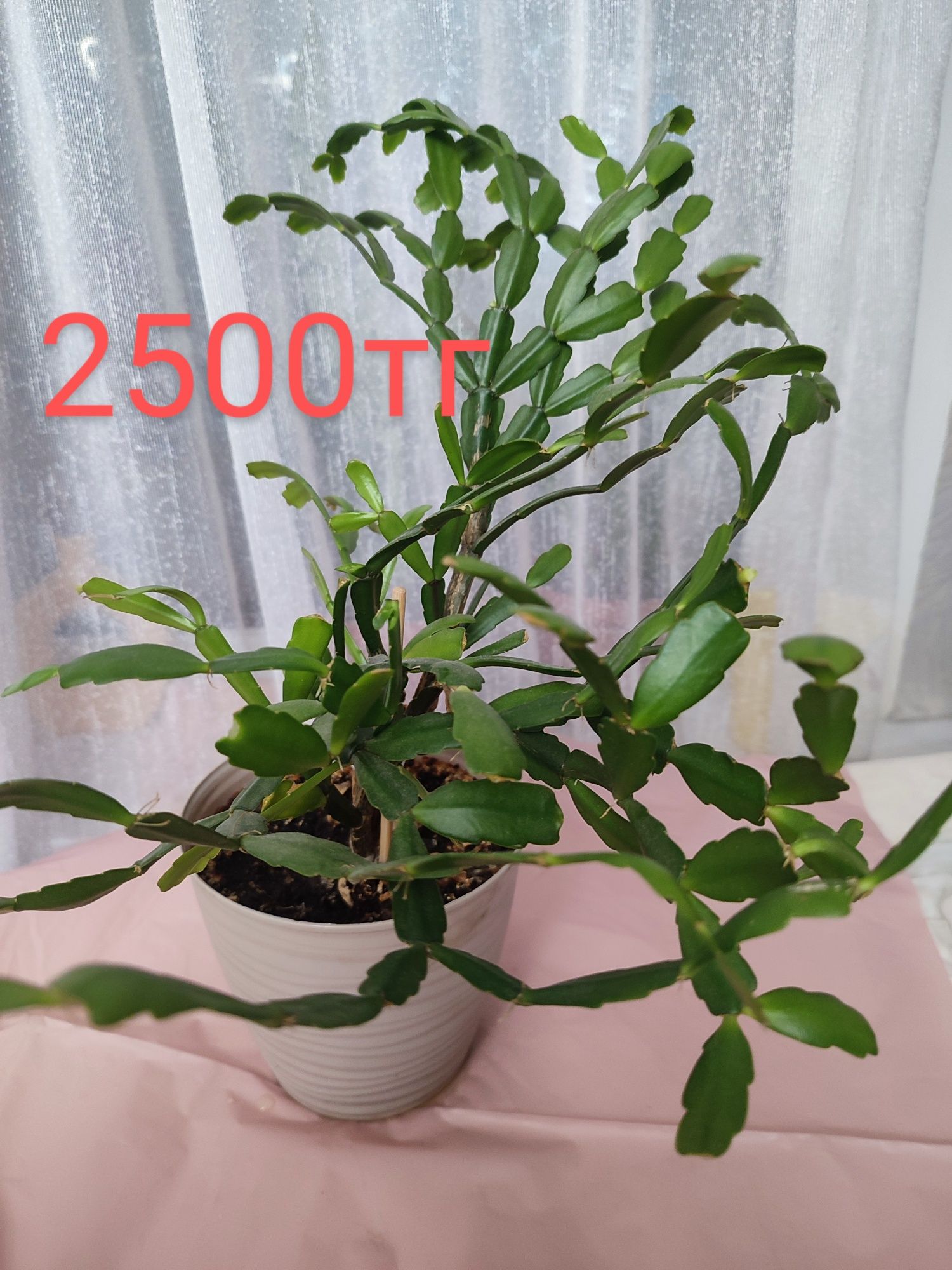 Комнатные растения,Комнатное растение,Цветы комнатные,Сансевиерия .