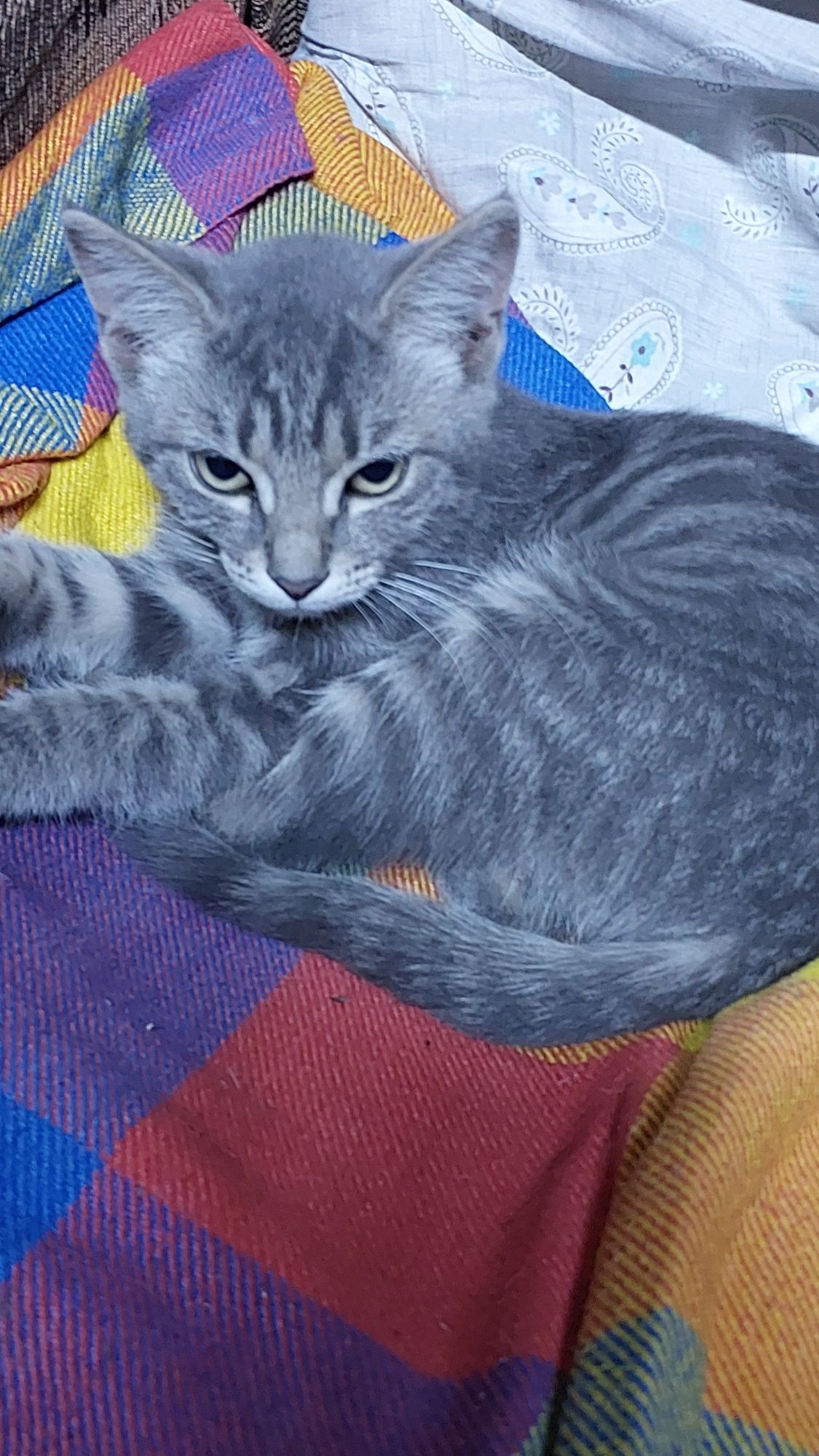 Отдадим котят в добрые руки