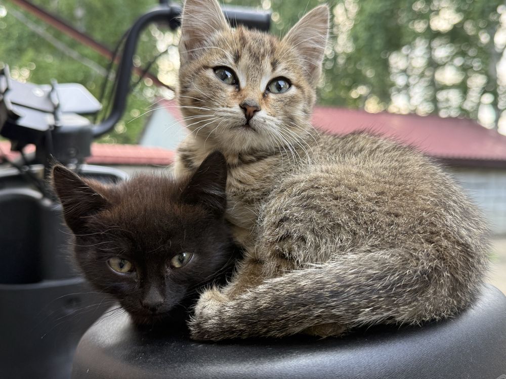 Отдам котят девочек