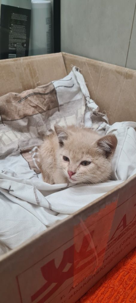 Возьмите Котёнка