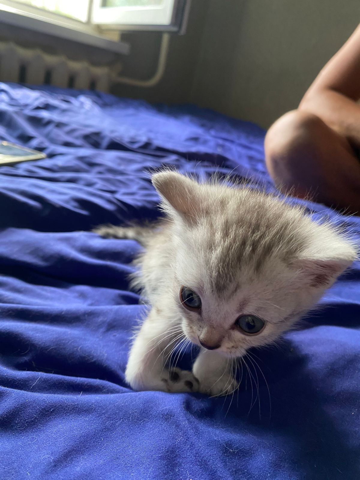 Продаются котята