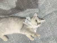 Отдам котят в добрые руки!