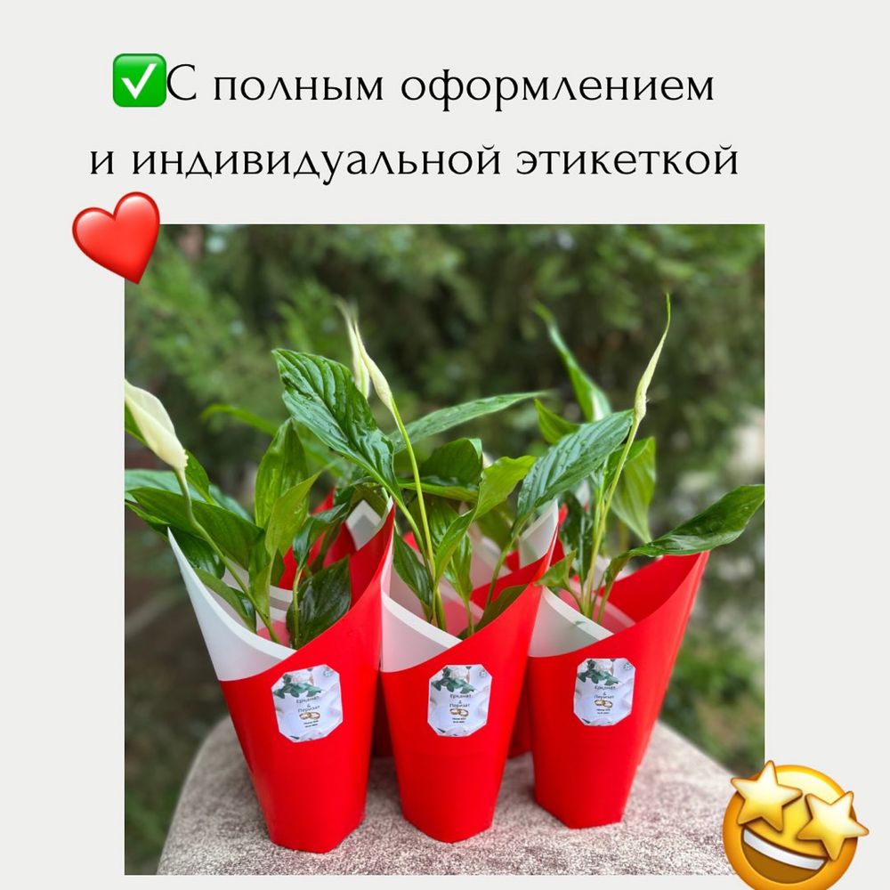 Тойбастар Бонбоньерка Сыйлық 8 март Гул Гүл Цветы