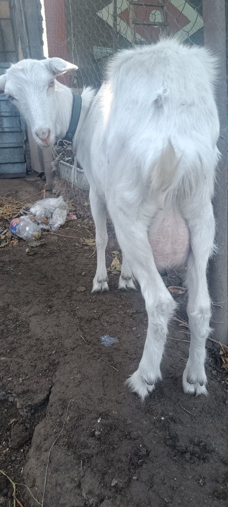 Продам Козу дойную .