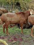 Продам баранчиков Гиссарской породы чистокровные