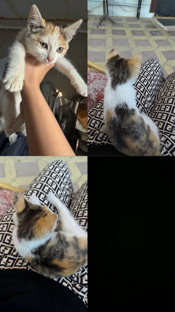 Отдам котенка бесплатно