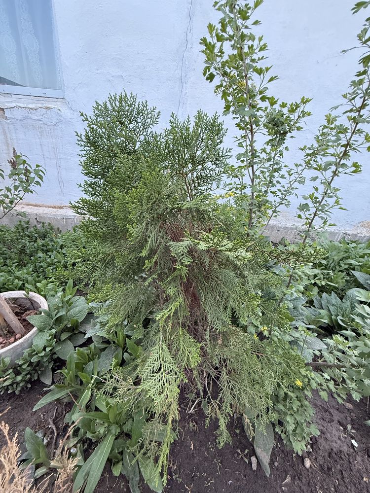 Саженцы туя, сосна,бояршник,мажевельник