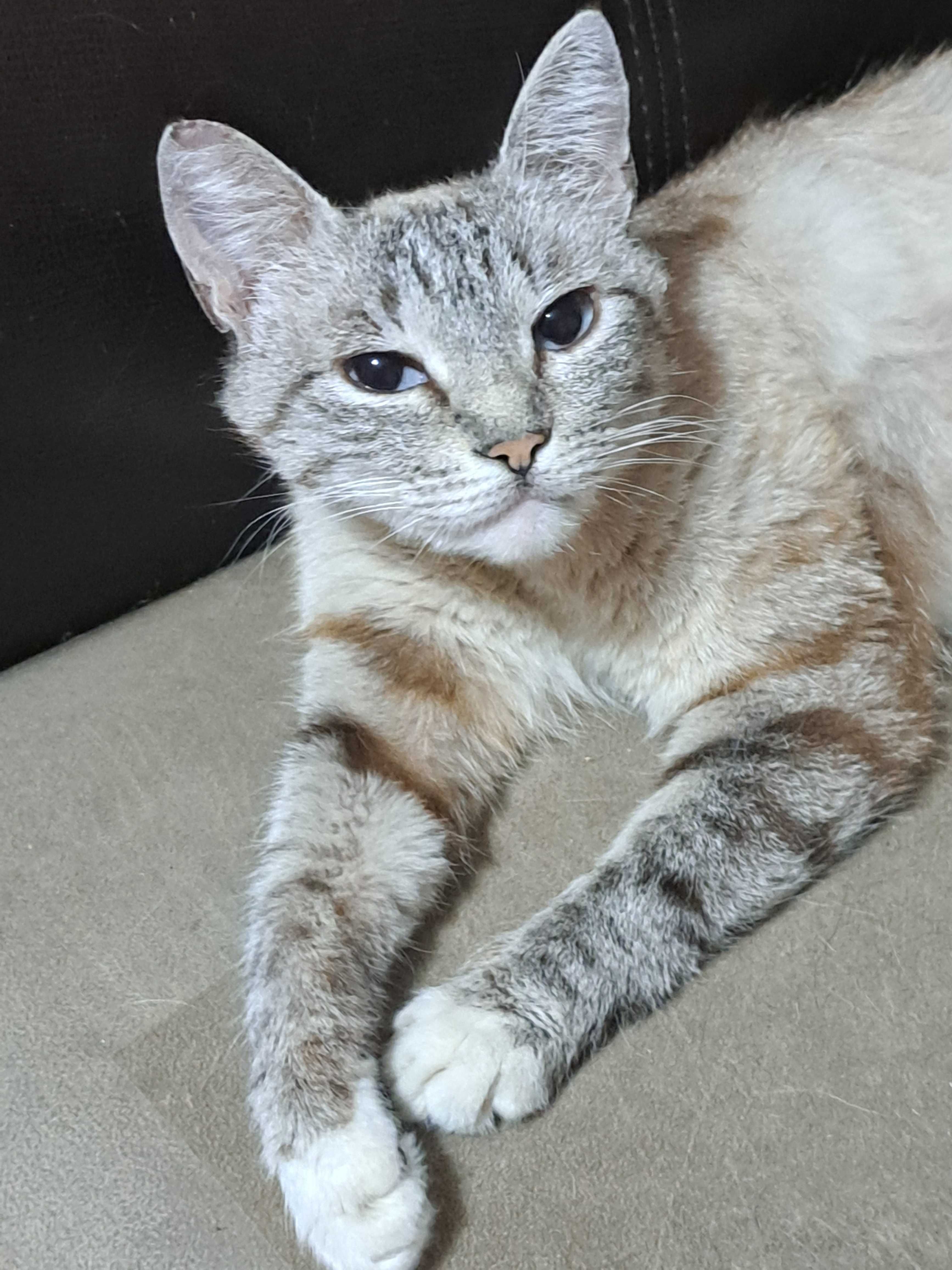 милая кошечка ищет дом