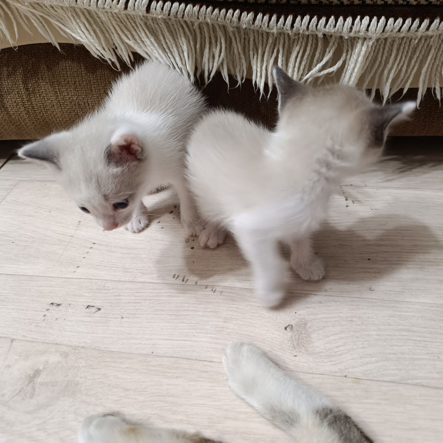 Котята домашние !!!