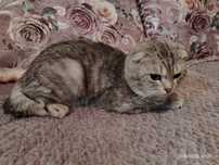 Молодой котик породистый