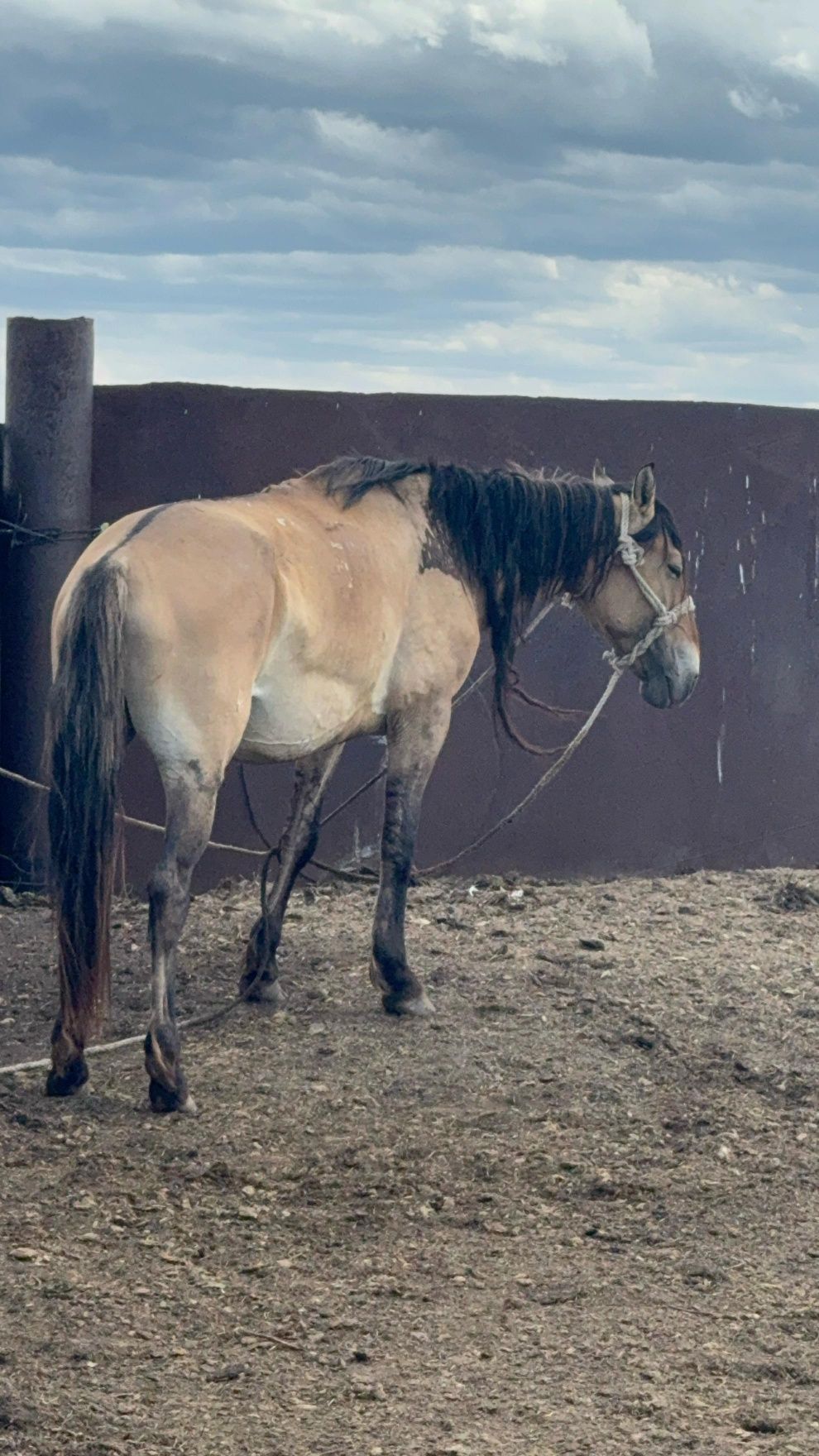 Дөнен құла айғыр сатылады